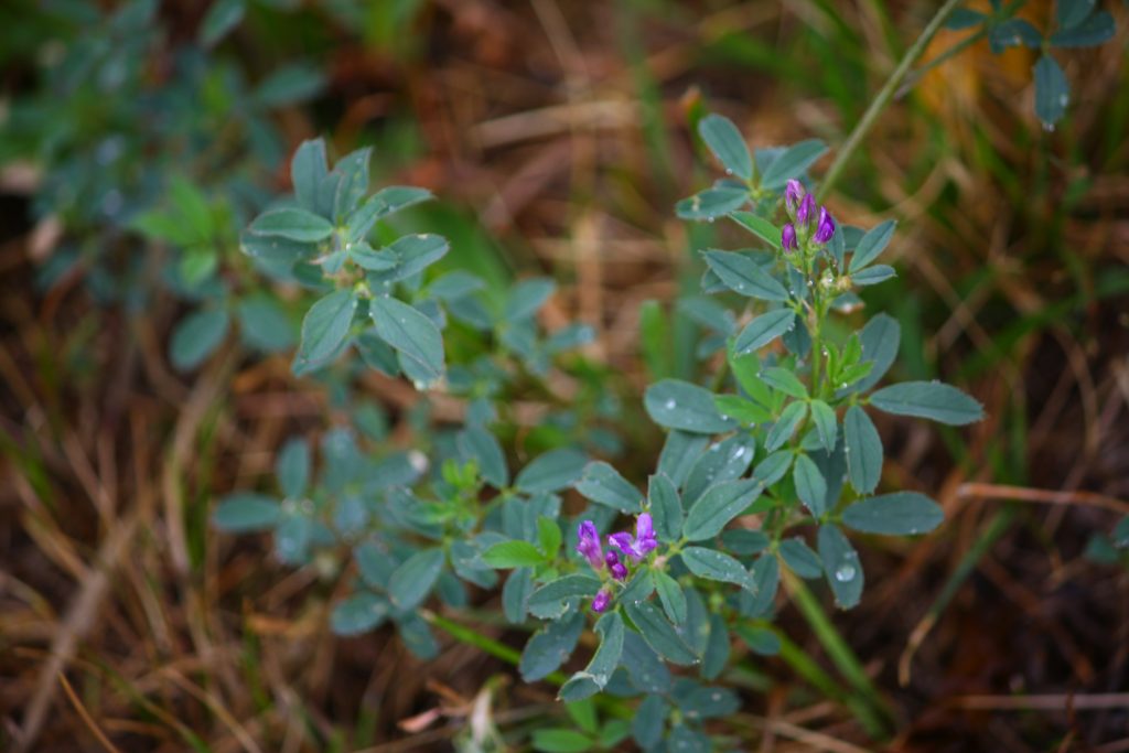 Alfalfa, medicago sativa – Willowrise Gardens