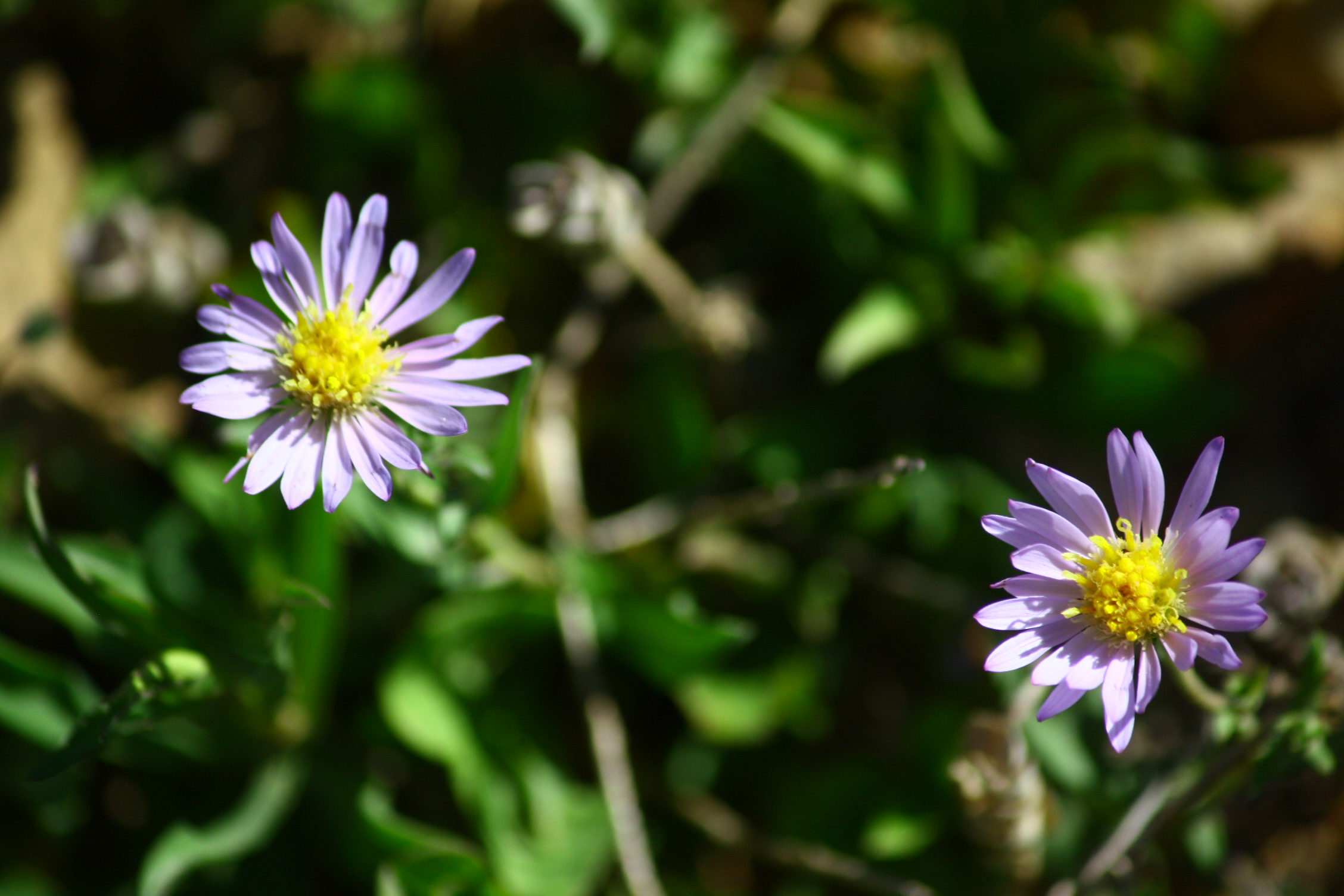 Mojave Woodyaster, Xylorhiza tortifolia Mojave Woodyaster, Xylorhiza tortifolia