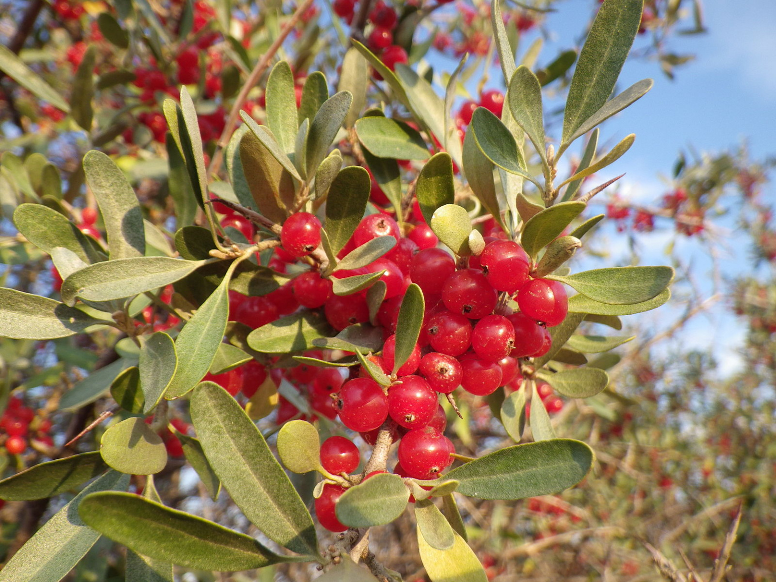 Buffaloberry, Shepherdia argentea Wild Tater