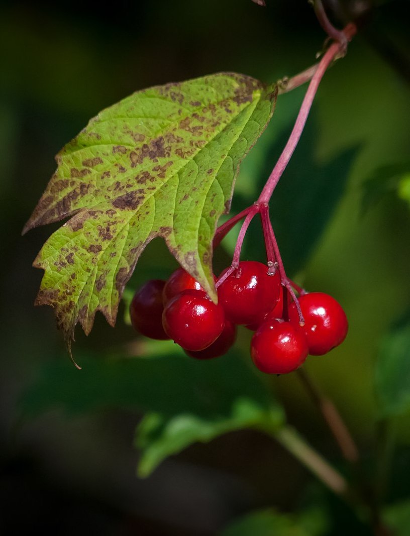 Highbush Cranberry, Viburnum Trilobum Wild Tater