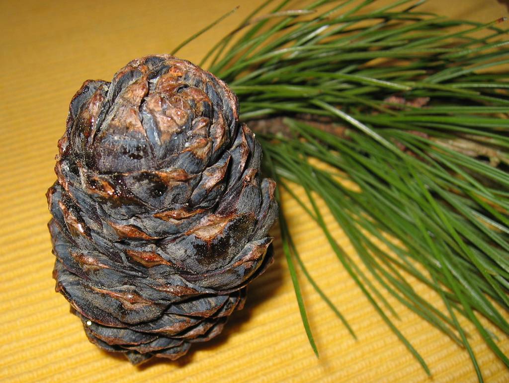 Swiss Stone Pine Pinus Cembra Wild Tater