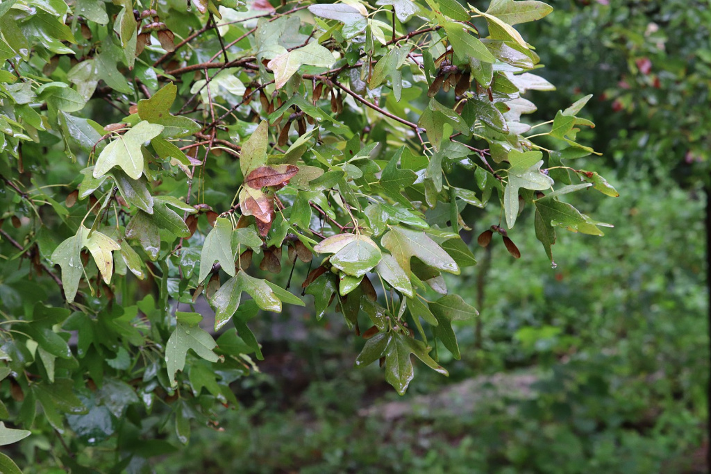 Bigtooth Maple, Acer grandidentatum
