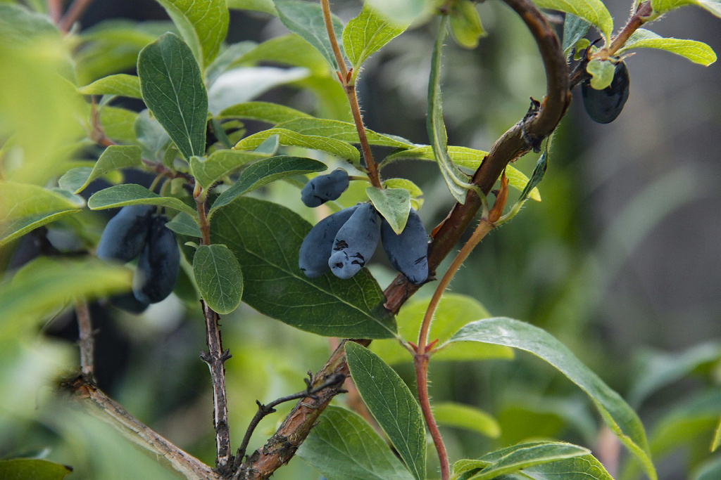 Honeyberry, Lonicera caerulea