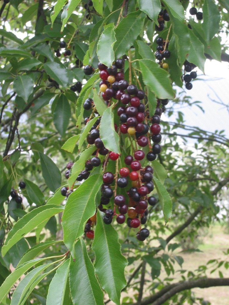 Black Cherry, Prunus serotina