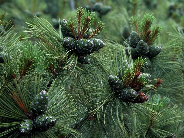 Siberian Dwarf Pine (AKA Japanese Stone Pine), Pinus pumila