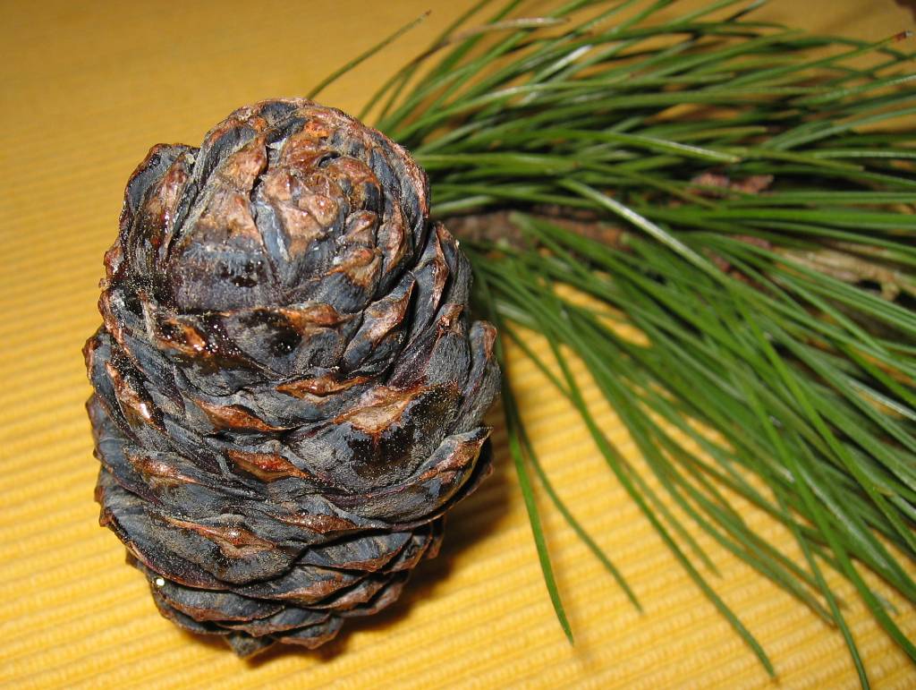 Swiss Stone Pine, Pinus Cembra