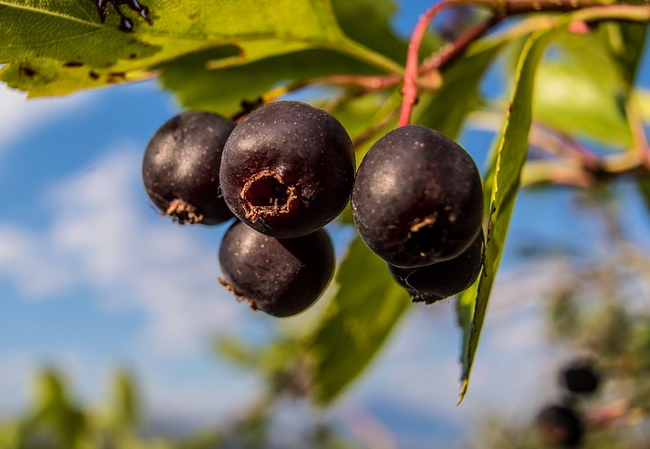 Saskatoon Serviceberry, Amelanchier alnifolia